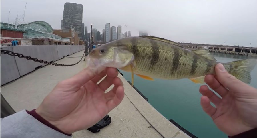 urban fishing