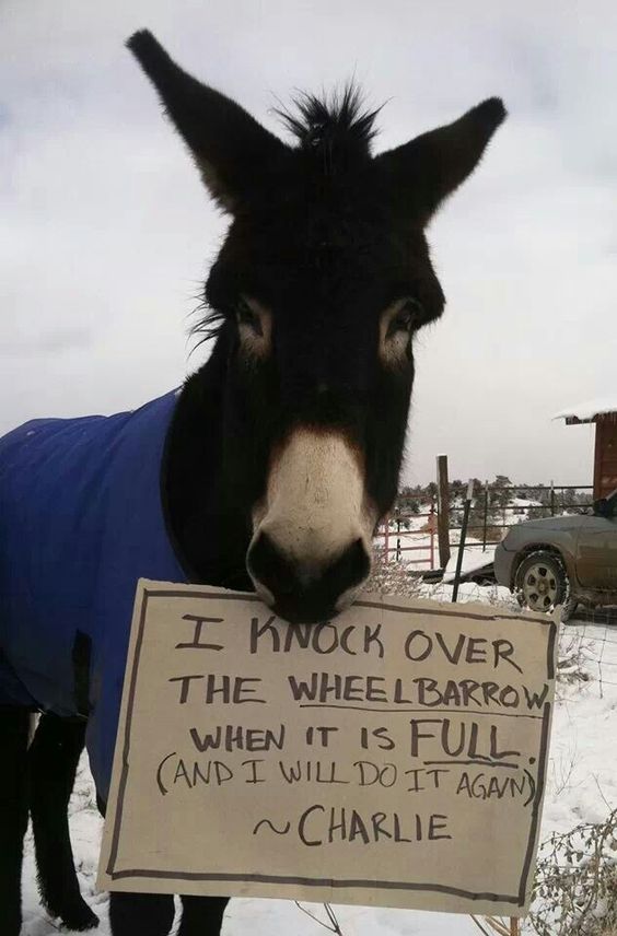 donkey shaming