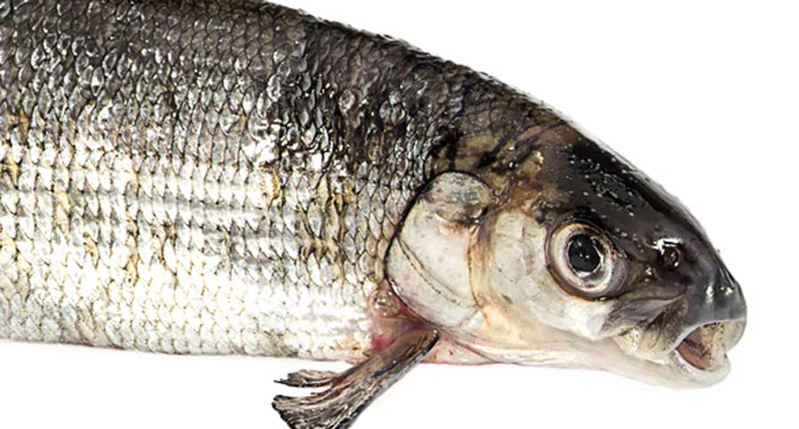 record whitefish in illinois