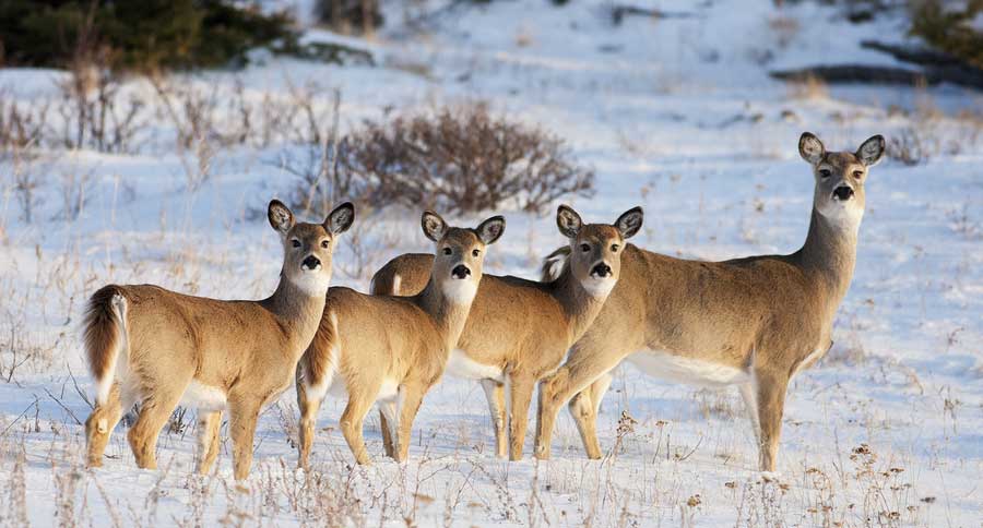whitetail deer family