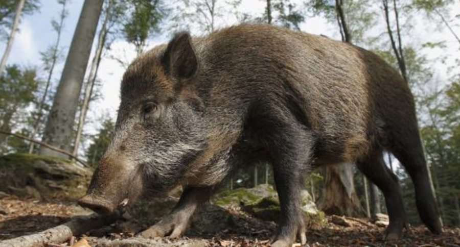 wild pig