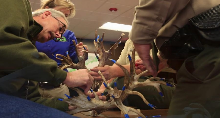 world record whitetail