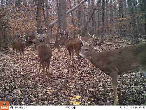 trail camera theft