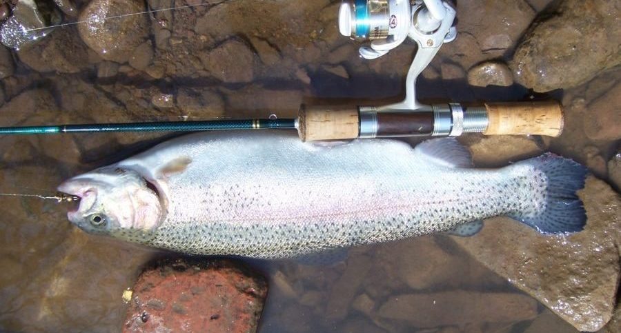 catch more trout