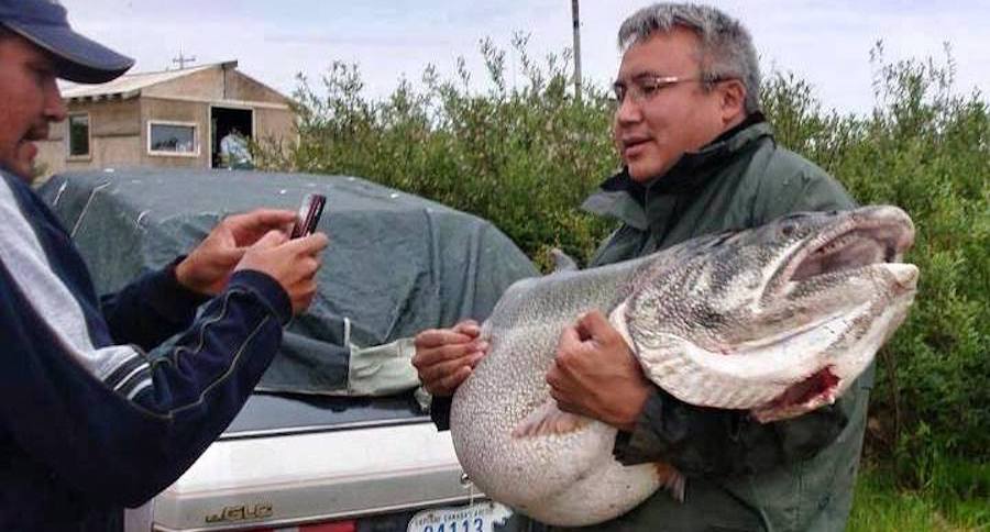 lake trout