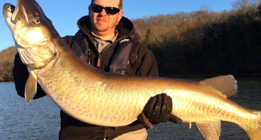 Tennessee state record muskie