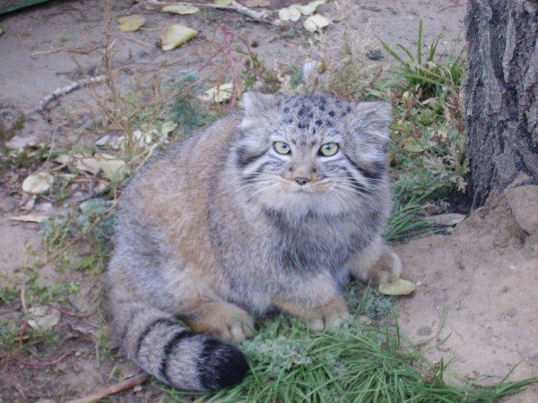 manul wild cat