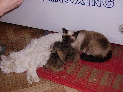 cats nursing wild cats