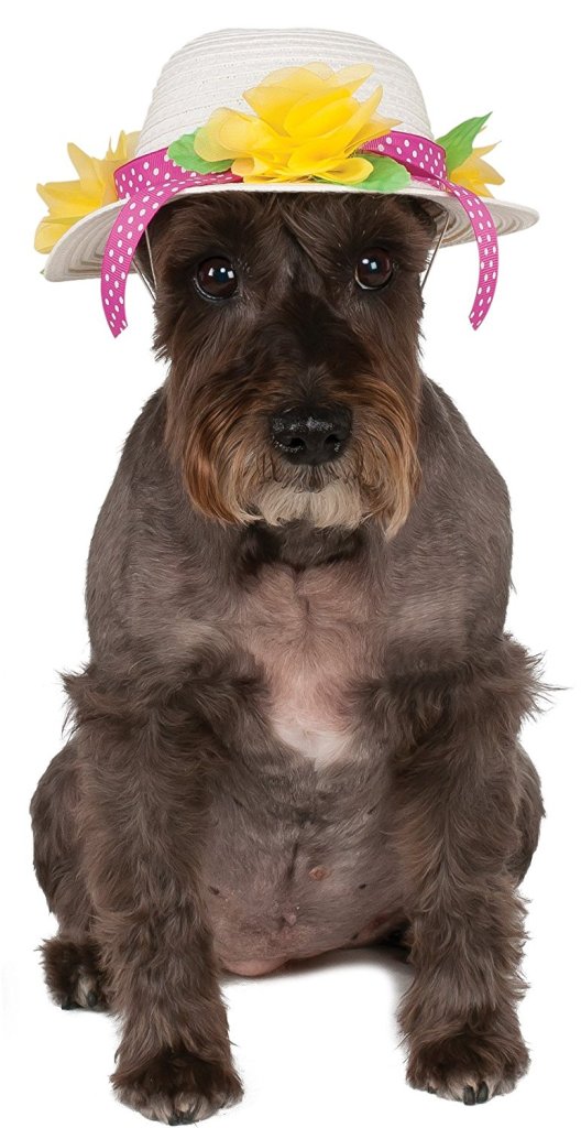 spring hat for dog