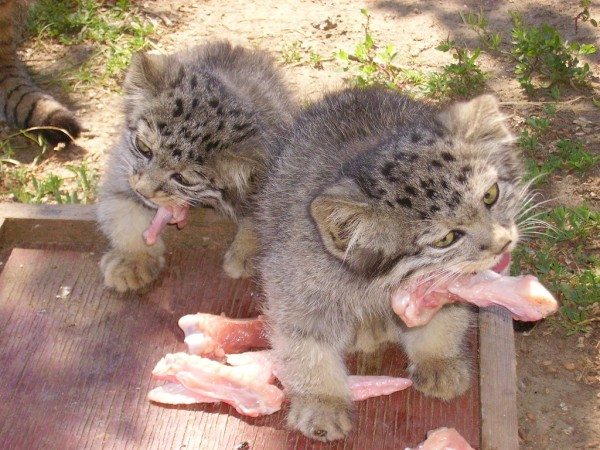manul wild cats eating meat