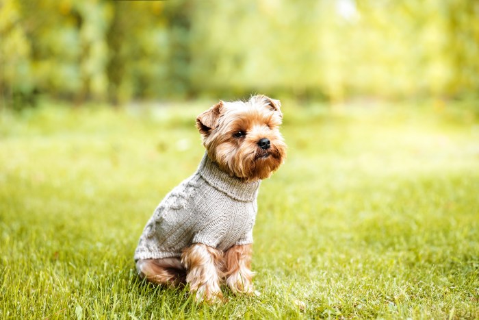 Yorkshire terrier in pullover on the street , close up portrait. Dog in windcheater on nature background