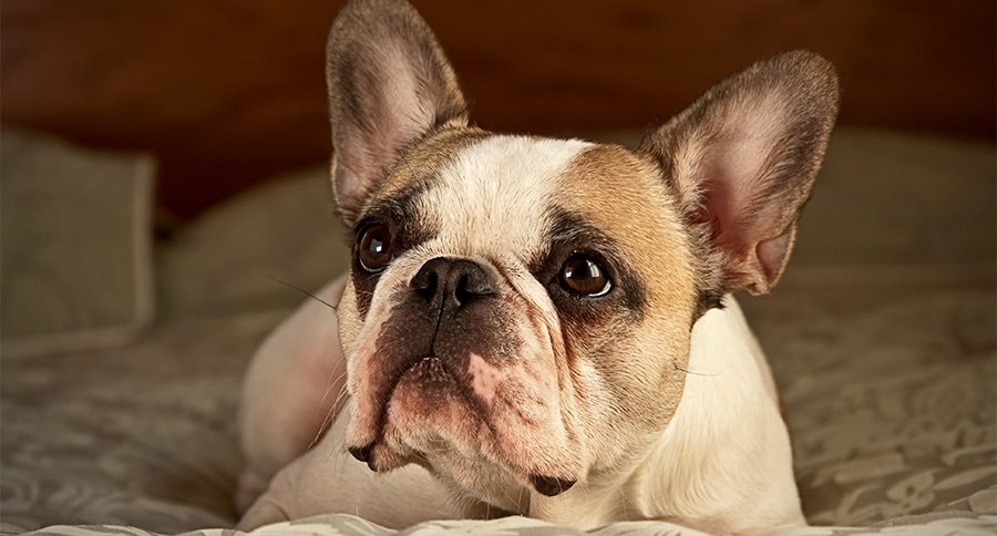 French Bulldog on a Bed