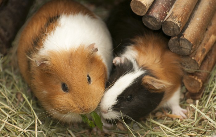 Guinea Pig