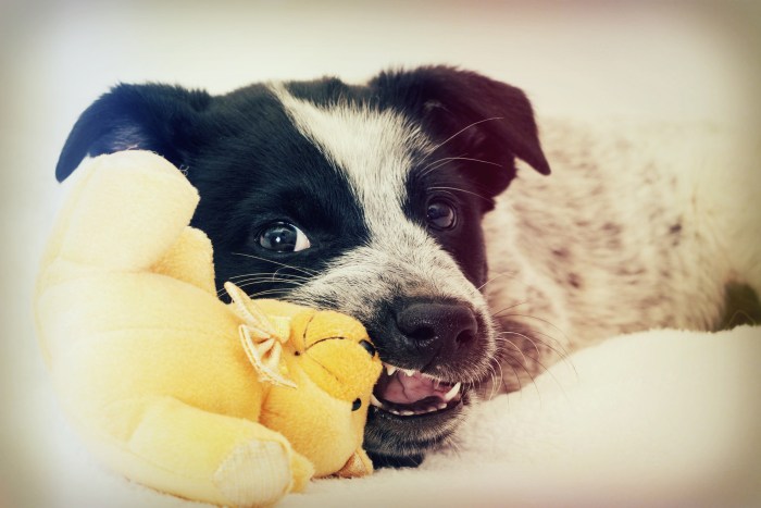 Funny puppy chewing on a toy