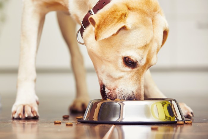 Hungry labrador retriever is feeding at home.