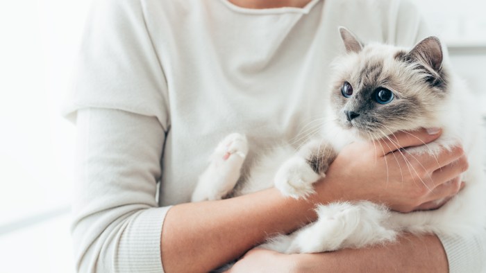 Woman at home holding her lovely birman cat, room interior on background, pets and lifestyle concept