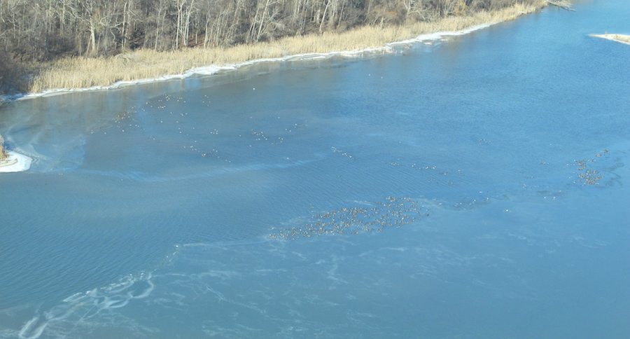 waterfowl