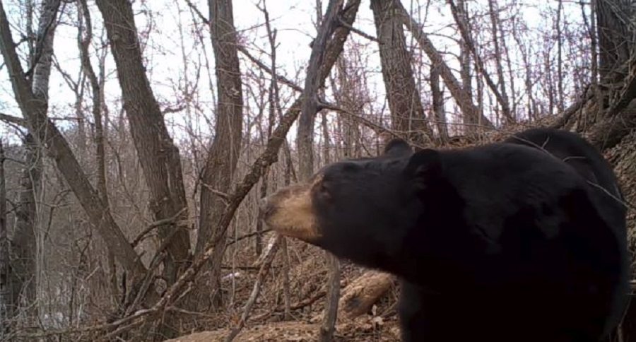 black bear