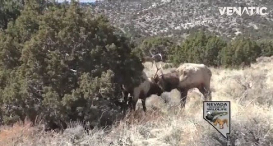 bull elk