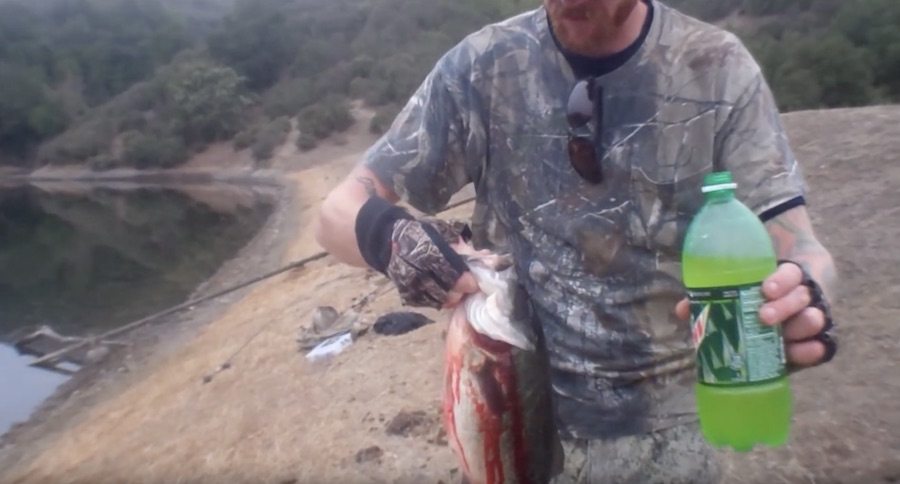 Can Soda Stop A Fish From Bleeding