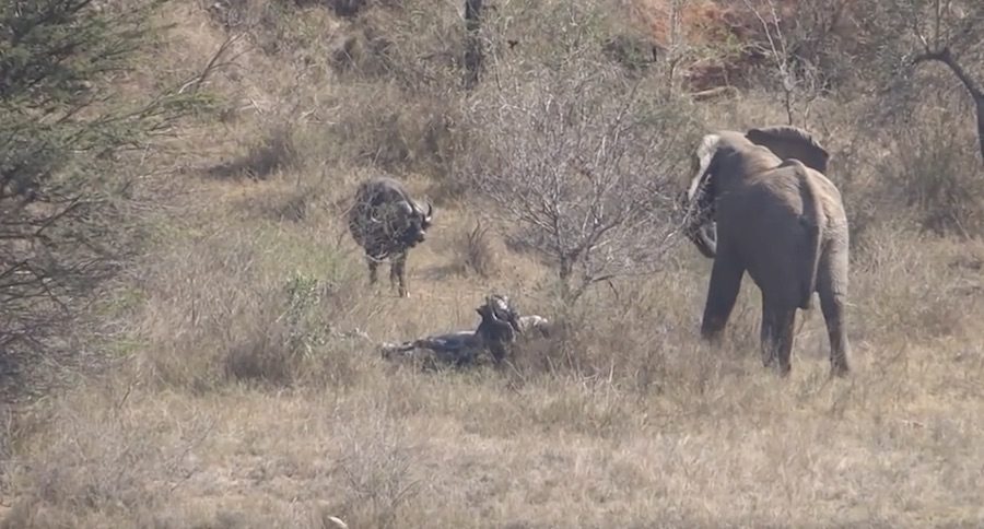 Cape Buffalo vs Elephant- You'll Be Surprised By The Winner Of This Showdown