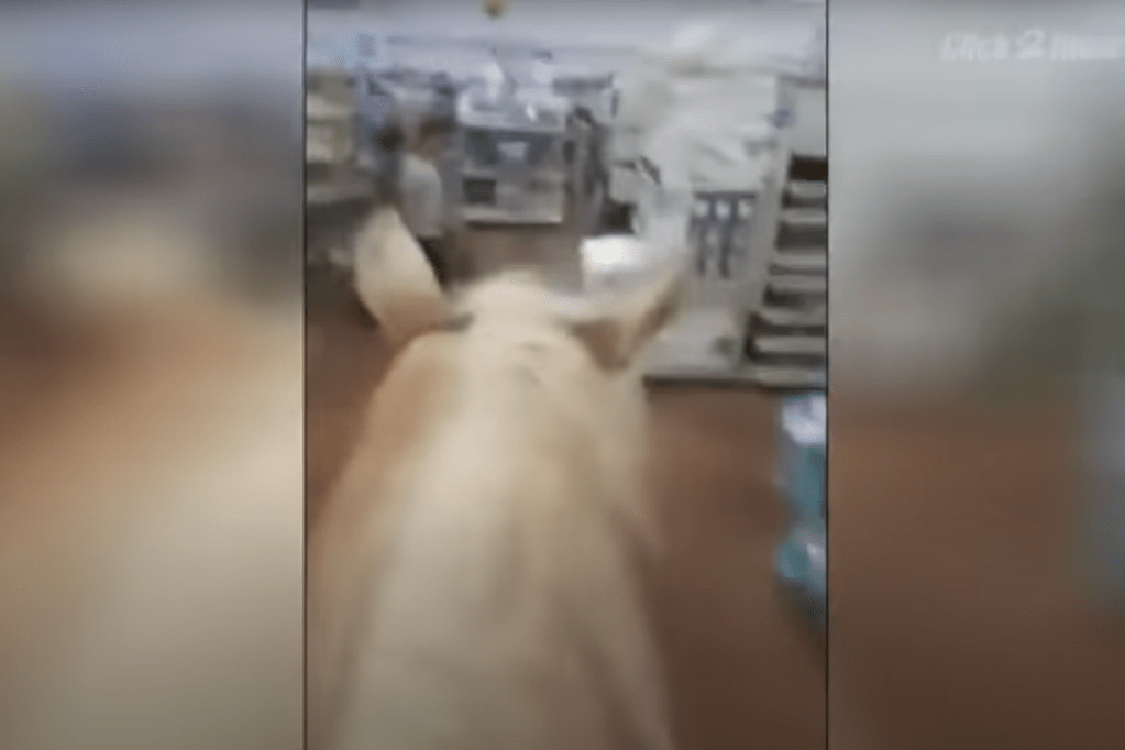 Man Rides Horse Through Walmart on the Hunt for Low Prices