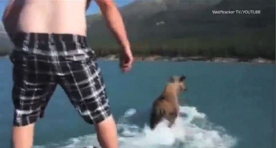 moose-riding stunt