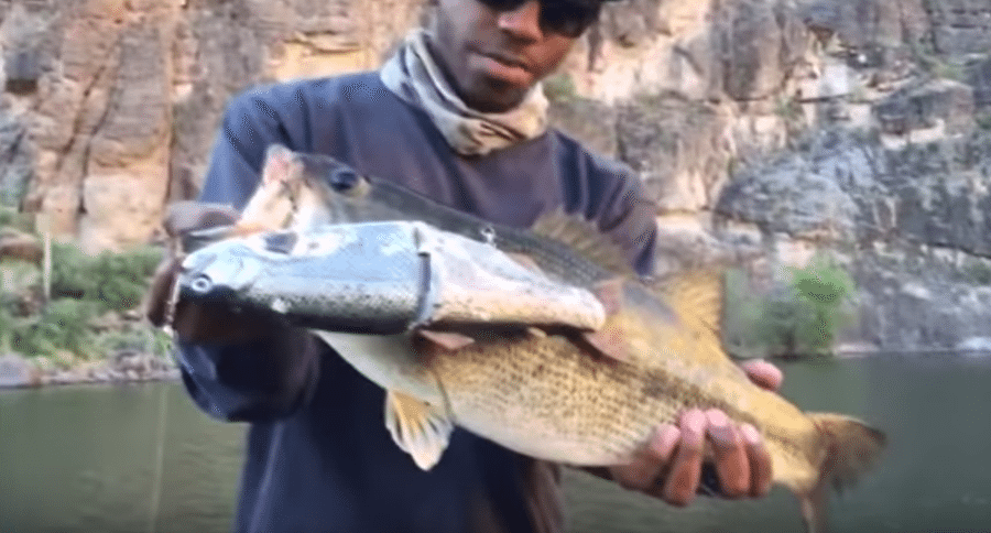 swim baits