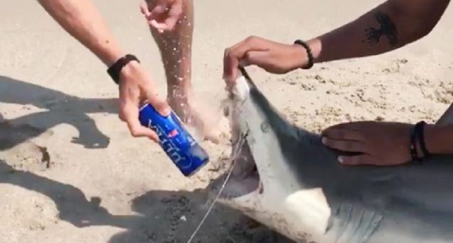 shark