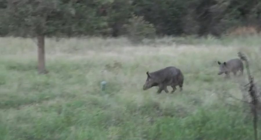 grunt tube calling wild hogs