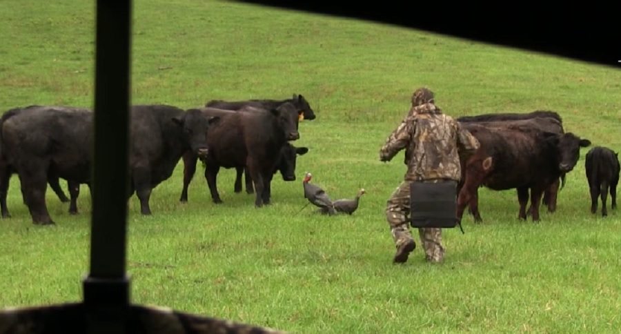 curious cows interrupt a turkey hunt