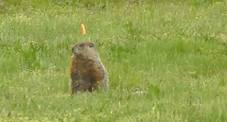 groundhog hunting with archery