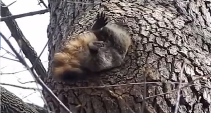 fat raccoon that gets stuck