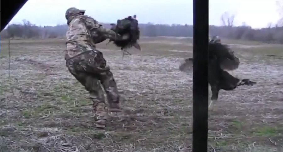 turkey that takes on a turkey hunter and his decoy
