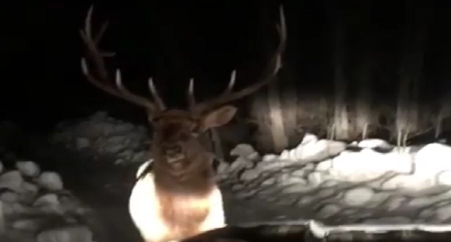 bull elk faces off with a truck