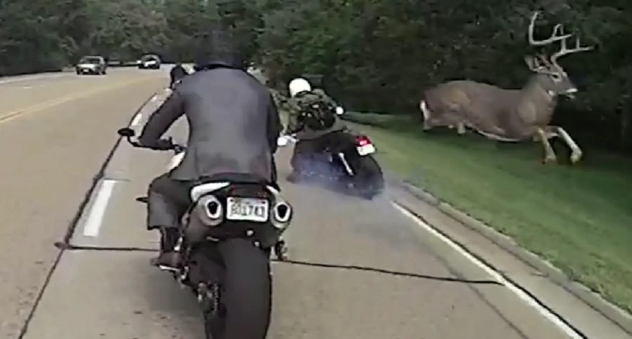 motorcycle riders avoid hitting huge buck