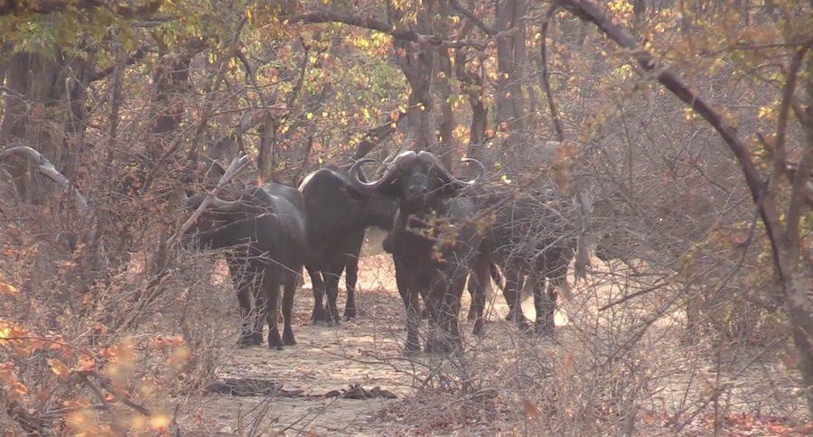 Watch This Hunter Absolutely Poleaxe A Monster Bull With A Spectacular Cape Buffalo Headshot