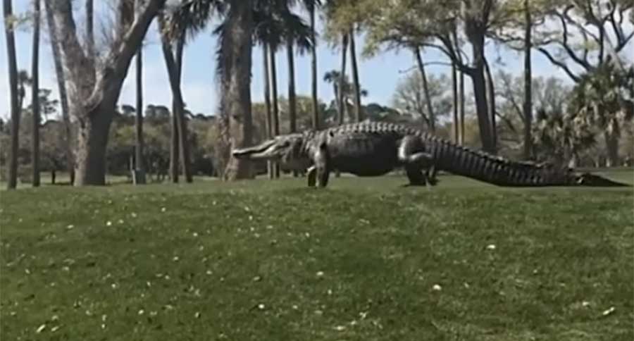 giant alligator