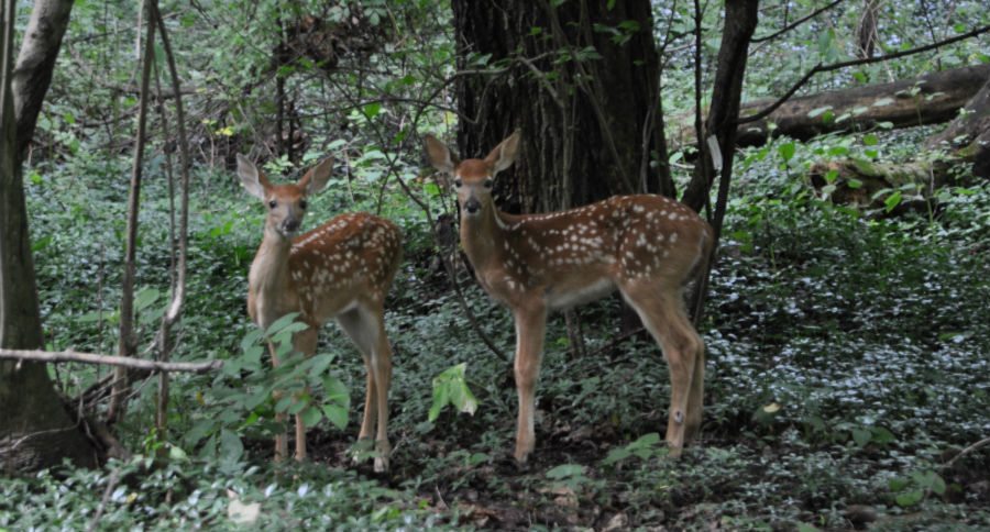 baby animals