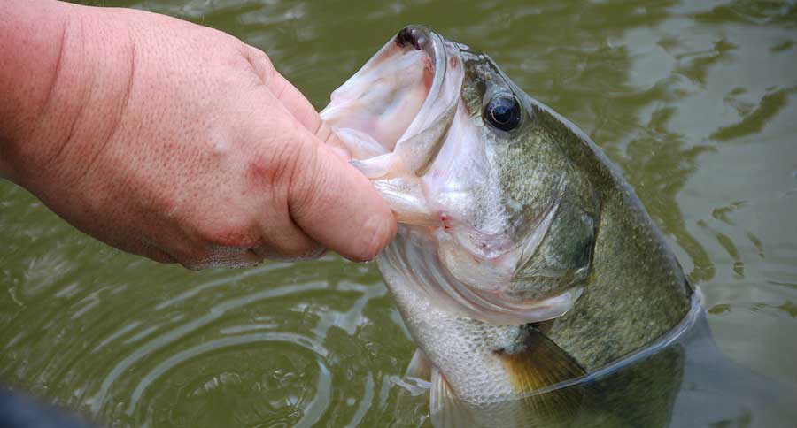 bass fishing lures