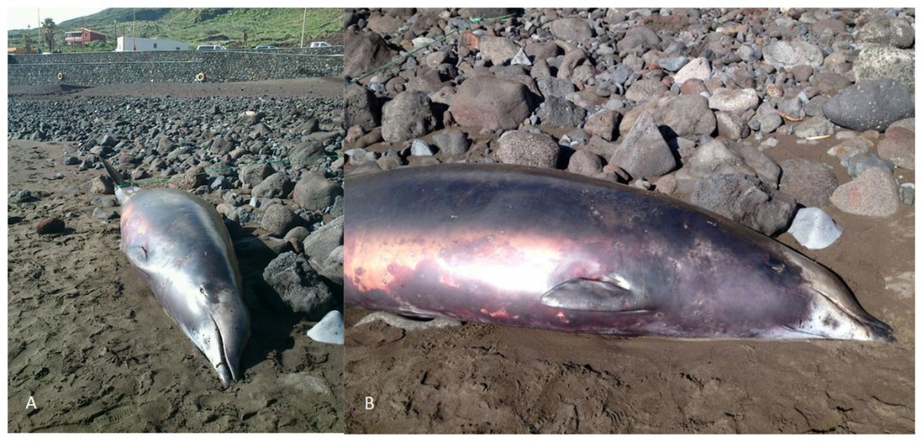 True's beaked whale