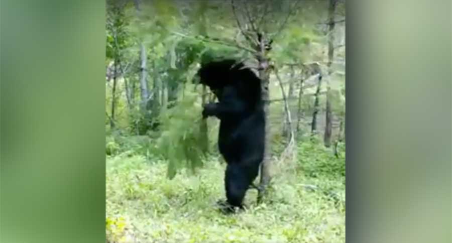 itchy bear