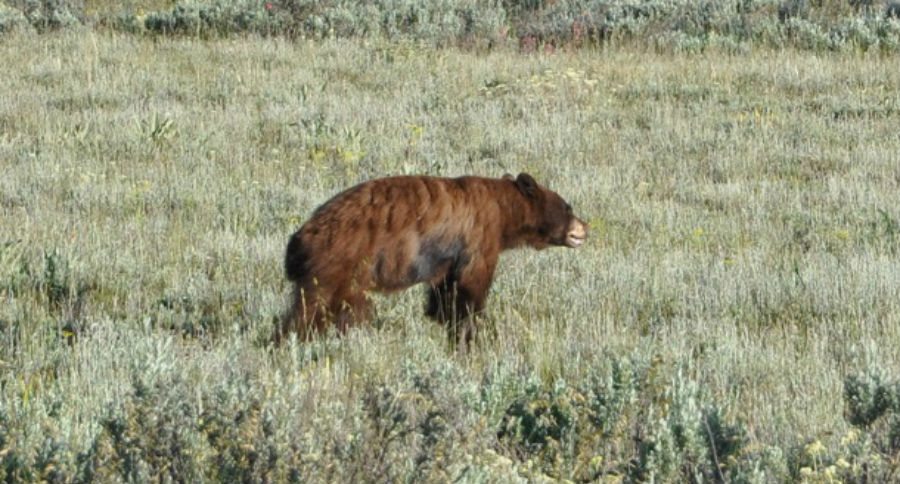 bear