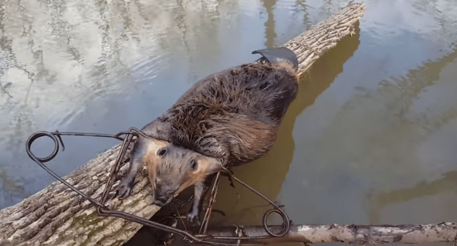 trapping beaver