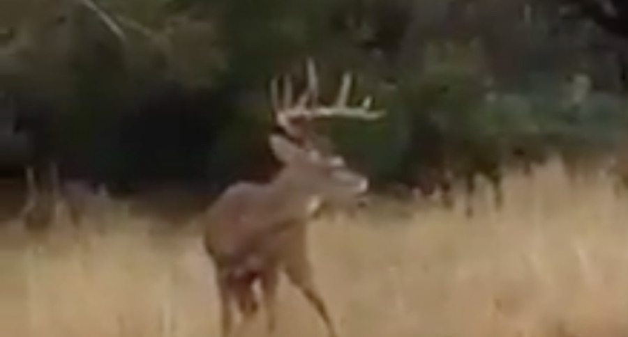 big buck