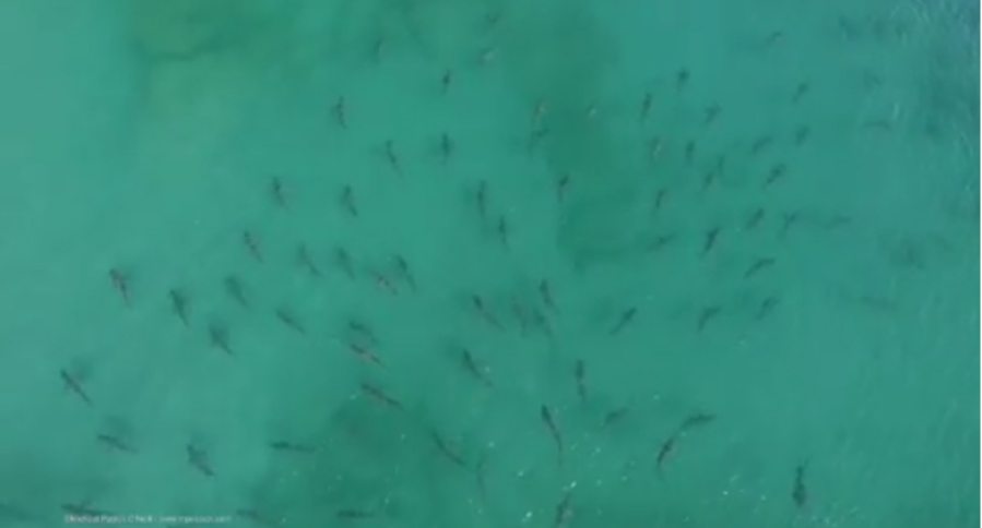 blacktip shark migration