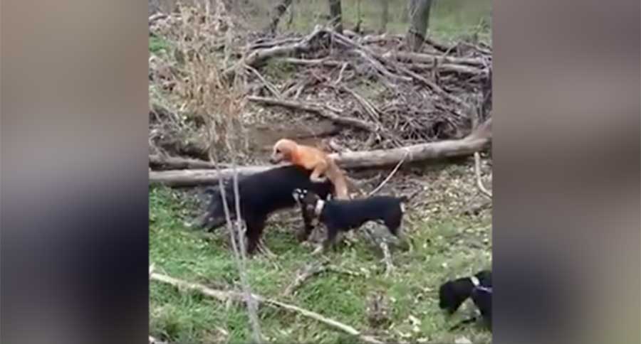 boar dog