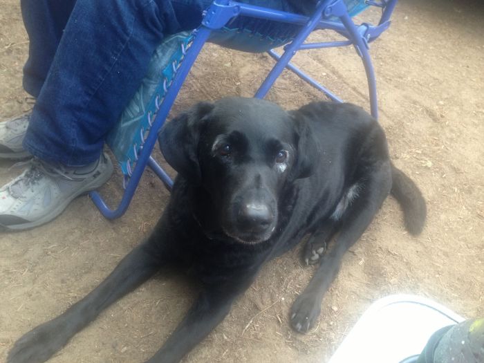 black labrador retriever with vitiligo 