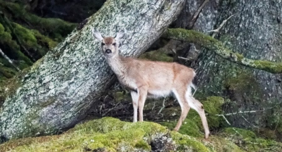 british columbia deer