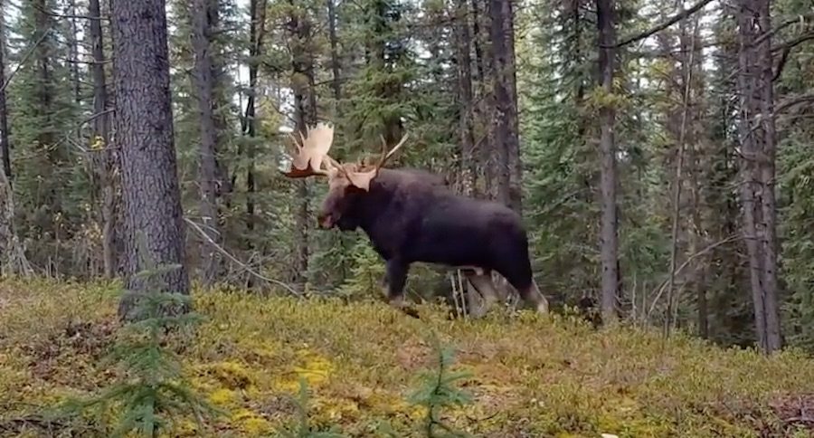 bull moose